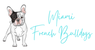 Miami French Bulldogs