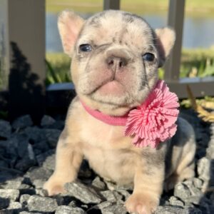 https://www.miamifrenchbulldogs.com/wp-content/uploads/2024/03/willow-front--scaled-300x300.jpg