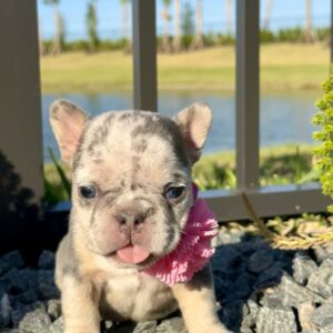 https://www.miamifrenchbulldogs.com/wp-content/uploads/2024/03/willow-main--scaled-300x300.jpg