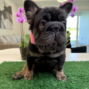 https://www.miamifrenchbulldogs.com/wp-content/uploads/2025/08/poppy-scaled-300x300.jpg
