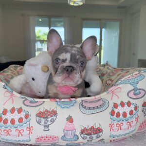 kaya4 https://www.miamifrenchbulldogs.com/wp-content/uploads/2025/10/kaya4-scaled-300x300.jpg