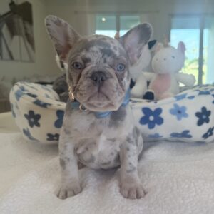 https://www.miamifrenchbulldogs.com/wp-content/uploads/2025/10/tristan-111-scaled-300x300.jpg